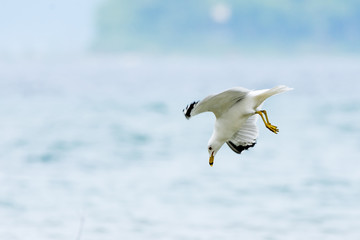 Ring-billed Gull (Larus delawarensis) diving for fish in Grand Traverse Bay, Michigan.