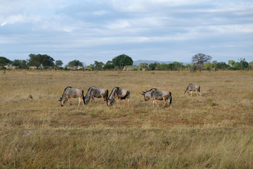 herd of wildebeest in field Tanzania Africa