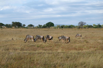 Obraz premium herd of wildebeest in field Tanzania Africa