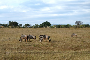 herd of wildebeest in field Tanzania Africa