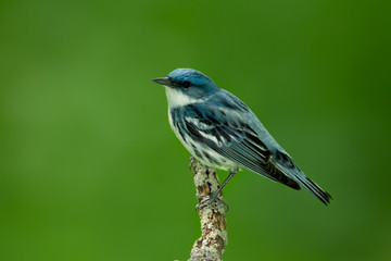 Cerulean Warbler adult male taken in SE MN in the wild