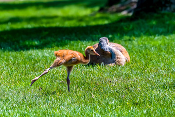 Sandhill Crane (Antigone canadensis) chick walking and stretching on the ground in Southeastern Michigan, USA.