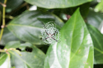 Costa Rica Spinne in großem Netz