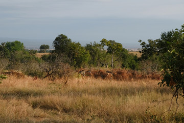 Fototapeta premium Giraffes hide in the wild thickets Africa Tanzania