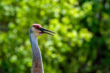 Sandhill Crane (Antigone canadensis) adult in Southeastern Michigan, USA.