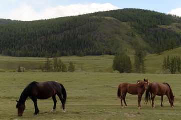 Horses in the mountains of Altai. Western Siberia. Russia