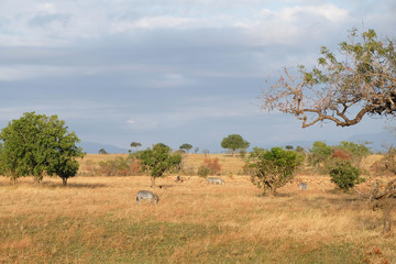 african animals in natural environment