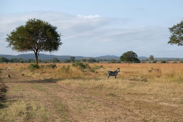 Fototapeta na wymiar african animals in natural environment
