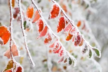 Branches of trees in hoarfrost. Frost on autumn leaves. © daylight917