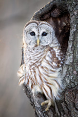 Barred Owl taken in western WI in the wild