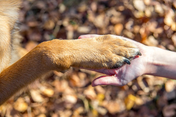 A girl walking her dog in colorful autumn forest