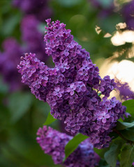 Purple spring lilac flower