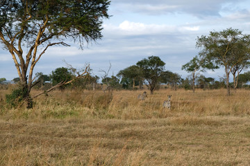Family of zebras frolics in natural environment Tanzania Africa