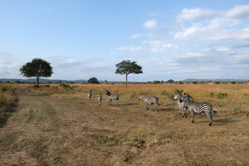 Naklejka na ściany i meble herd of zebras in natural area Tanzania Africa