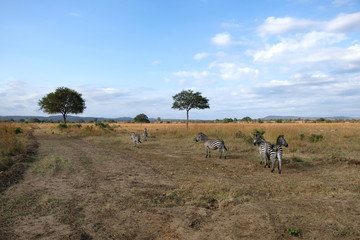 Naklejka na ściany i meble herd of zebras in natural area Tanzania Africa