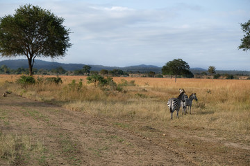 herd of zebras in natural area Tanzania Africa