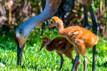 Sandhill Crane (Antigone canadensis) catching a mouse to feed its chicks in Southeastern Michigan, USA.