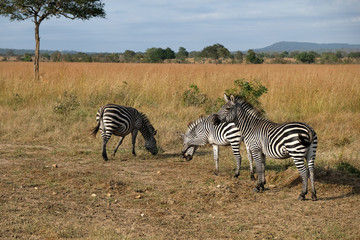 Obraz premium herd of zebras in natural area Tanzania Africa