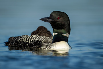 Spent a lot of time this spring photoing loons. Here is one with sleeping baby. Common Loon adult with sleeping chick taken in central MN © Stan
