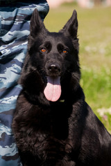 Portrait of  dog of  breed of German Shepherd in profil on  background of green grass