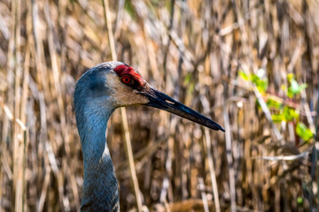 Sandhill Crane (Antigone canadensis) adult in Southeastern Michigan, USA.