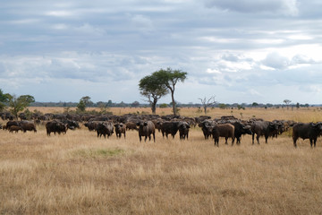 Fototapeta premium Herd of buffaloes in national park Tanzania Amazing african nature
