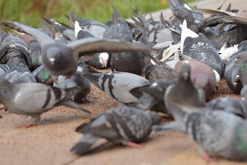Many pigeons eating food on floor in park.