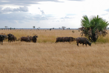 Fototapeta premium Herd of buffaloes in national park Tanzania Amazing african nature