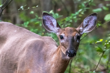 Naklejka na ściany i meble Female White-tailed deer in forest, Michigan, USA.