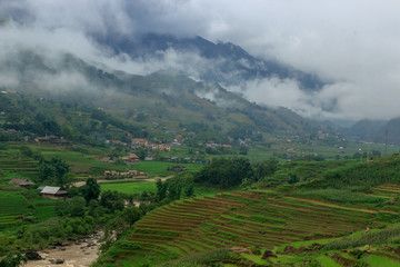 Fototapeta na wymiar lush green rice fields in sapa vietnam