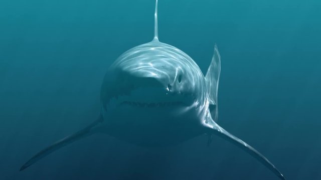 Great White Shark (Megalodon). Realistic 3d animation 4K.