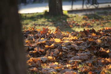 autumn leaves in the park