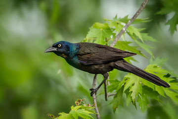 Common Grackle taken in central MN in the wild