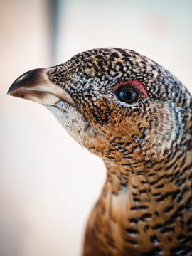 Close-up portrait of a red partridge.