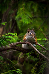 Naklejka na ściany i meble American red squirrel (Tamiasciurus hudsonicus)) in a tree in Michigan, USA.