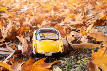 toy car in nature