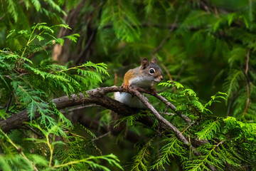American red squirrel (Tamiasciurus hudsonicus)) in a tree  in Michigan, USA.