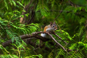 American red squirrel (Tamiasciurus hudsonicus)) in a tree  in Michigan, USA.
