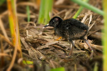 Virginia Rail baby, chick taken in southern MN