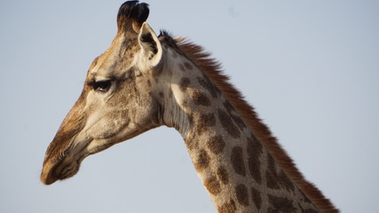 Naklejka premium Profil einer Netzgiraffe aus Südafrika