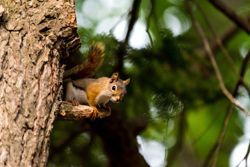 Naklejka na ściany i meble American red squirrel (Tamiasciurus hudsonicus)) in a tree in Michigan, USA.