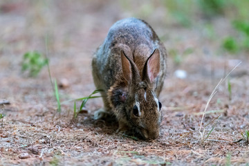 Eastern Cottontail Rabbit (Sylvilagus floridanus) feeding in Michigan, USA.