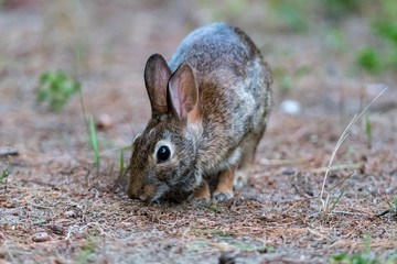 Naklejka na ściany i meble Eastern Cottontail Rabbit (Sylvilagus floridanus) feeding in Michigan, USA.