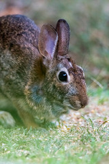 Eastern Cottontail Rabbit (Sylvilagus floridanus) feeding in Michigan, USA.