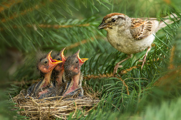 Chipping Sparrow adult feeding chicks taken in central MN in the wild