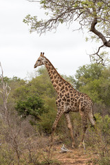 Naklejka na ściany i meble Schöne Giraffe im Krüger Nationalpark in Südafrika