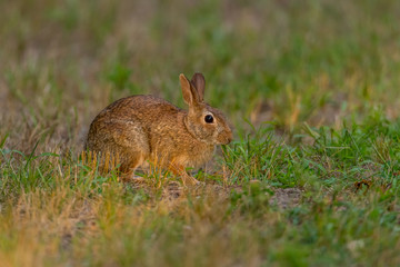 Naklejka na ściany i meble Eastern Cottontail Rabbit (Sylvilagus floridanus) on alert in Michigan, USA.