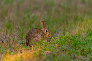 Eastern Cottontail Rabbit (Sylvilagus floridanus) on alert in Michigan, USA.