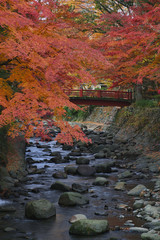 秋の桂橋から楓橋を望む(修善寺温泉)