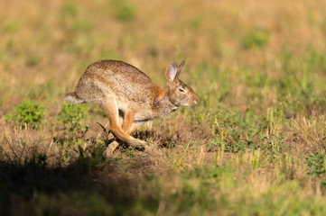 Side view of a running Eastern Cottontail Rabbit (Sylvilagus floridanus) in Michigan, USA.